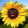 Amy Hamdoun avatar