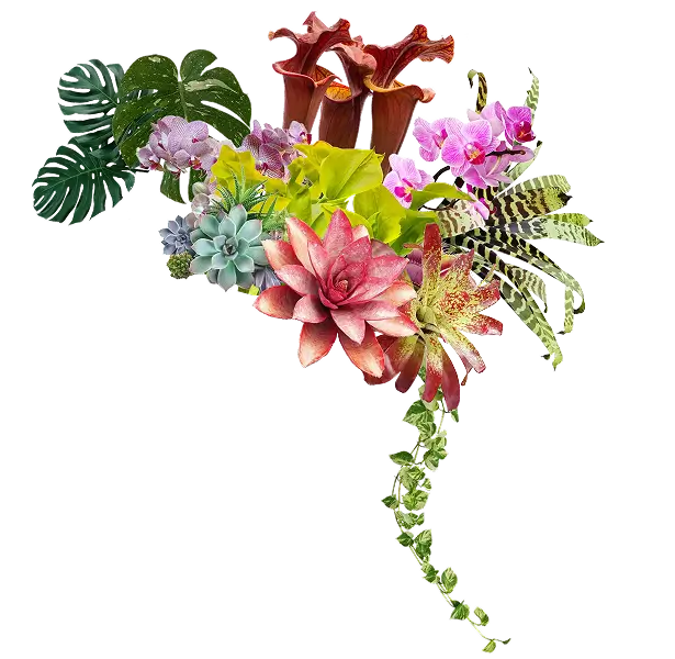 Plant collection hero background